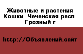 Животные и растения Кошки. Чеченская респ.,Грозный г.